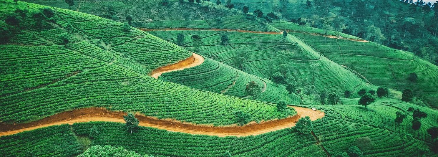 Tea Trails & Ocean Tales