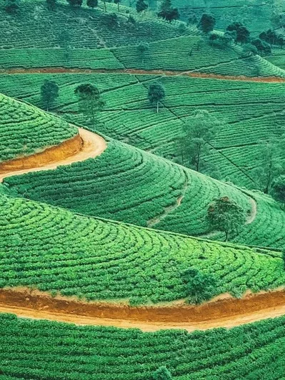 Tea Trails & Ocean Tales