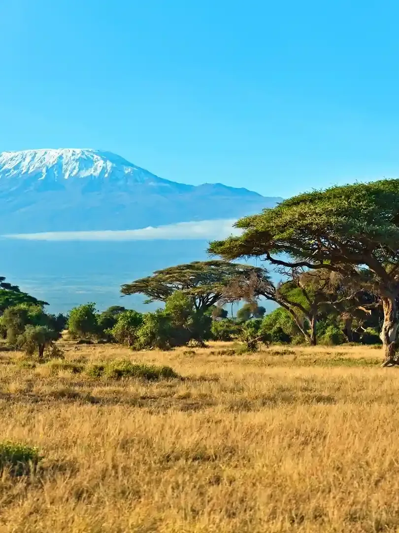 Elephants in Amboseli with Mount Kilimanjaro in the background
