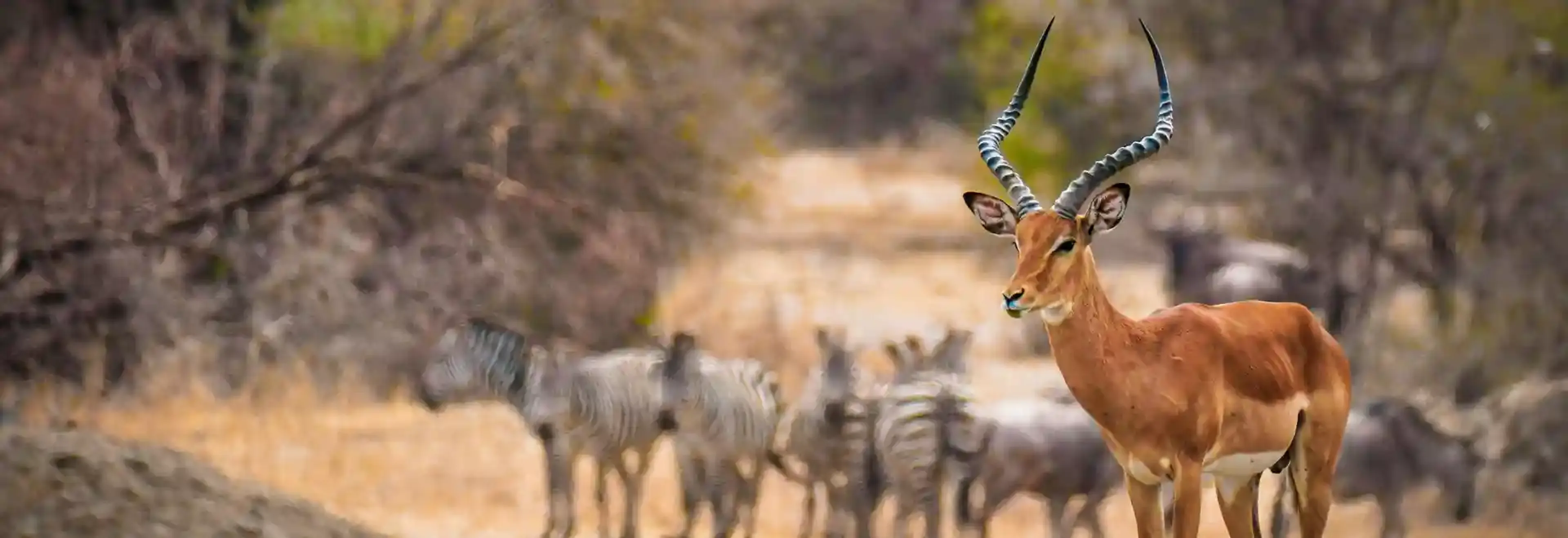 Kenyan safari landscape backdrop for the Royal Arabian services call-to-action banner