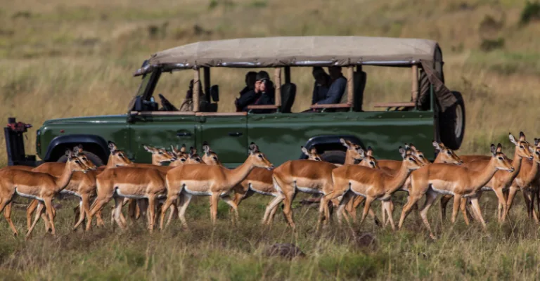 A herd of impalas walks past a green open-sided safari vehicle carrying tourists on grassland.