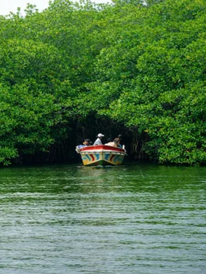 Madu Ganga river safari through lush mangrove forests