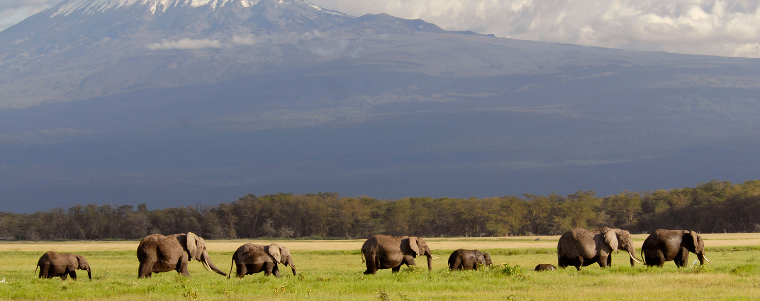 A herd of elephants, including several calves, grazes on the grassy plains of Amboseli National Park beneath the snow-capped peak of Mount Kilimanjaro.