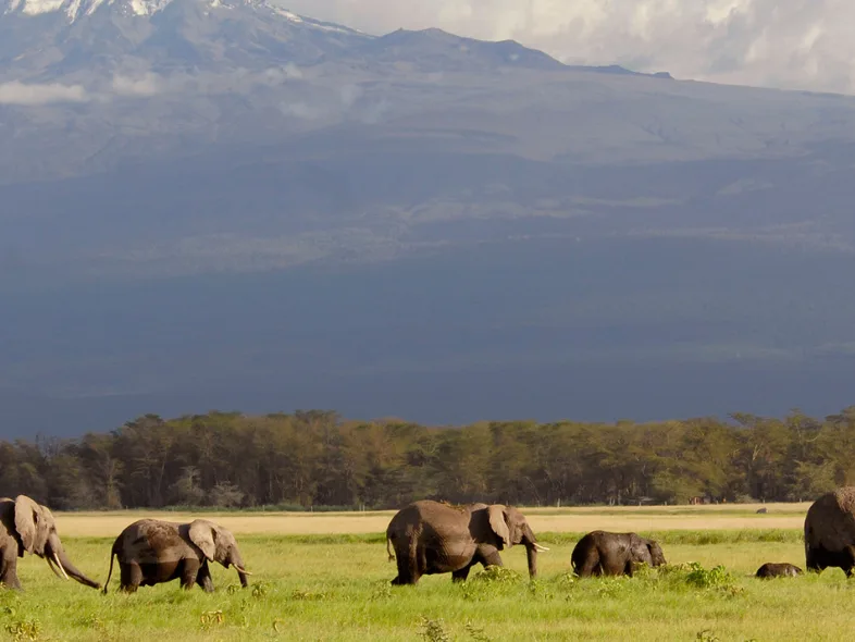 A herd of elephants, including several calves, grazes on the grassy plains of Amboseli National Park beneath the snow-capped peak of Mount Kilimanjaro.