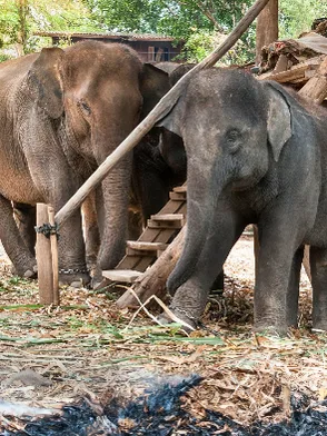 Elephant Sanctuary in Chiang Mai with rescued elephants