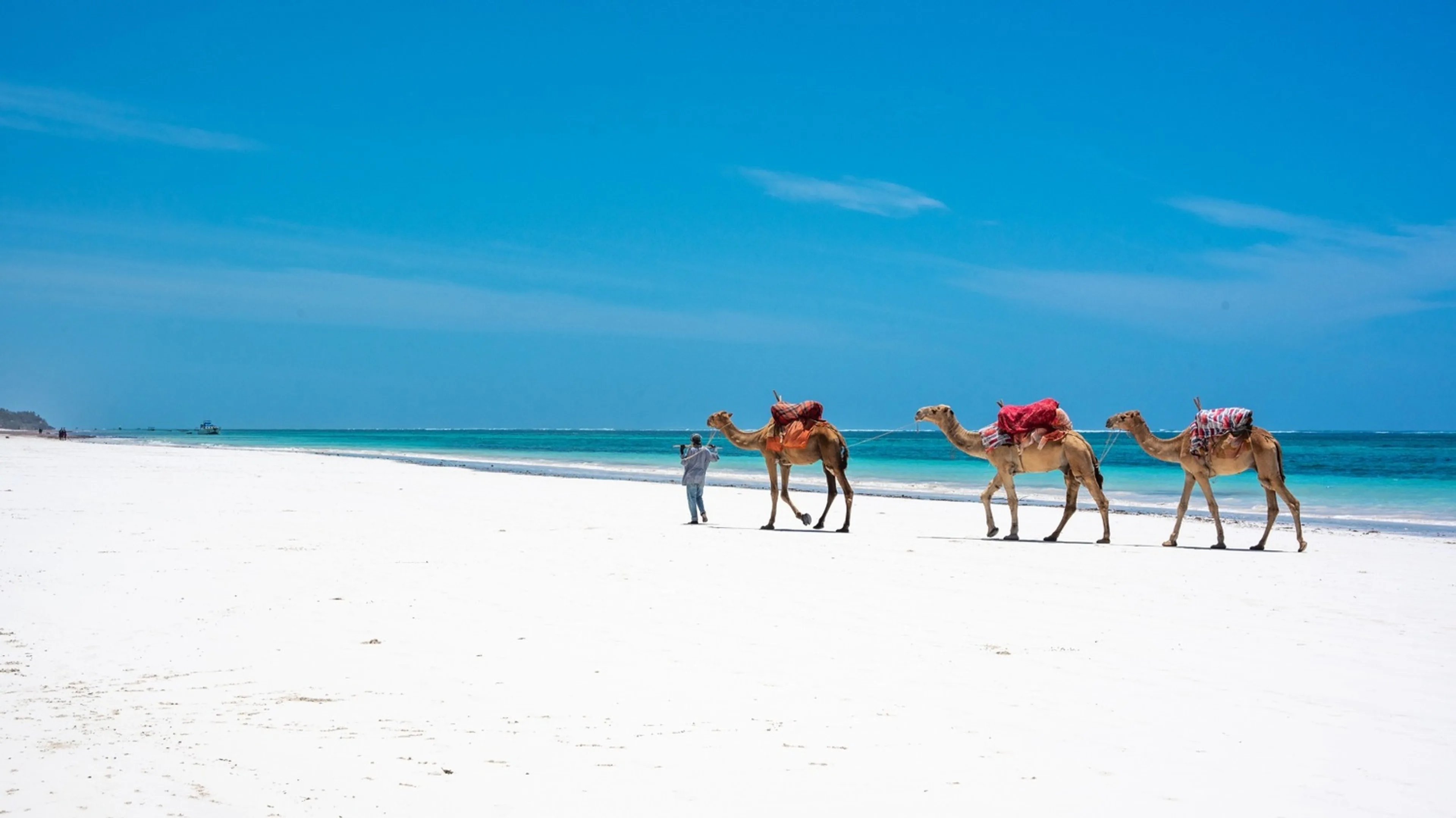 Camels walking along a white-sand beach beside turquoise water on the Kenyan coast