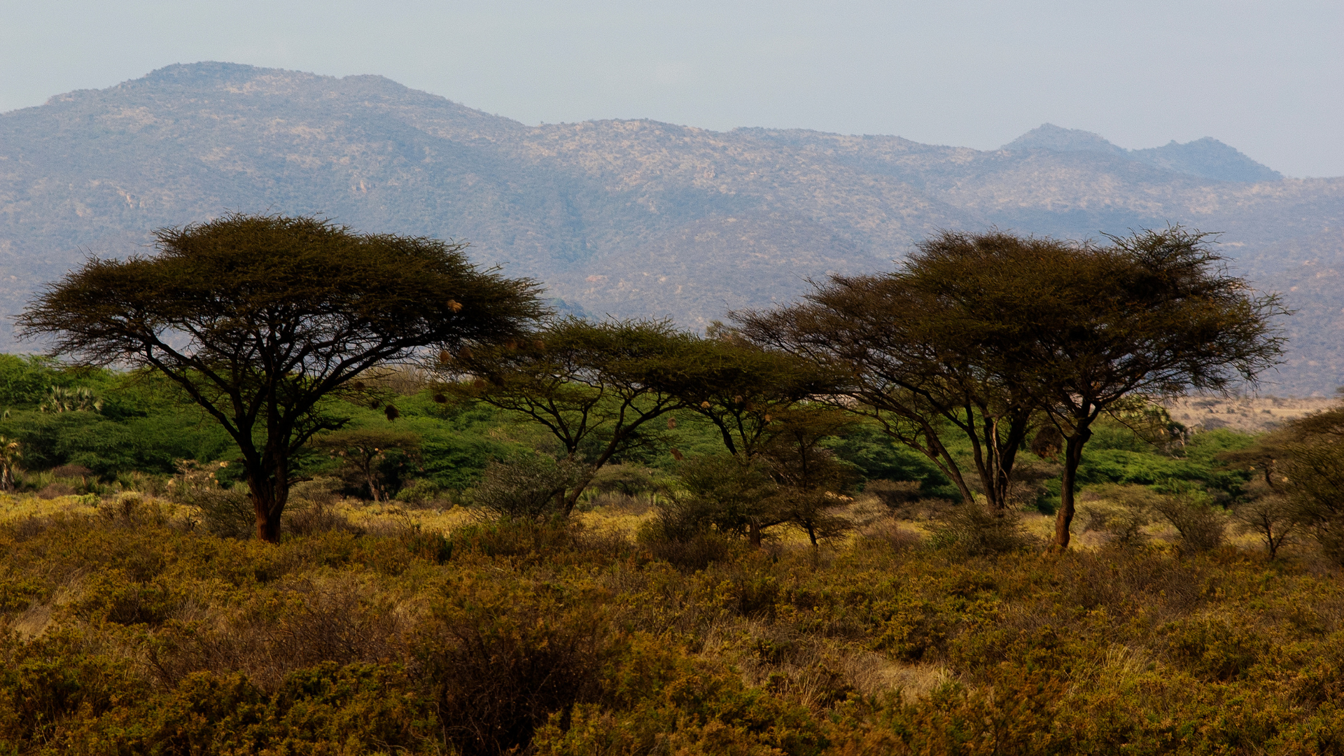 Mount Kenya scenic landscape
