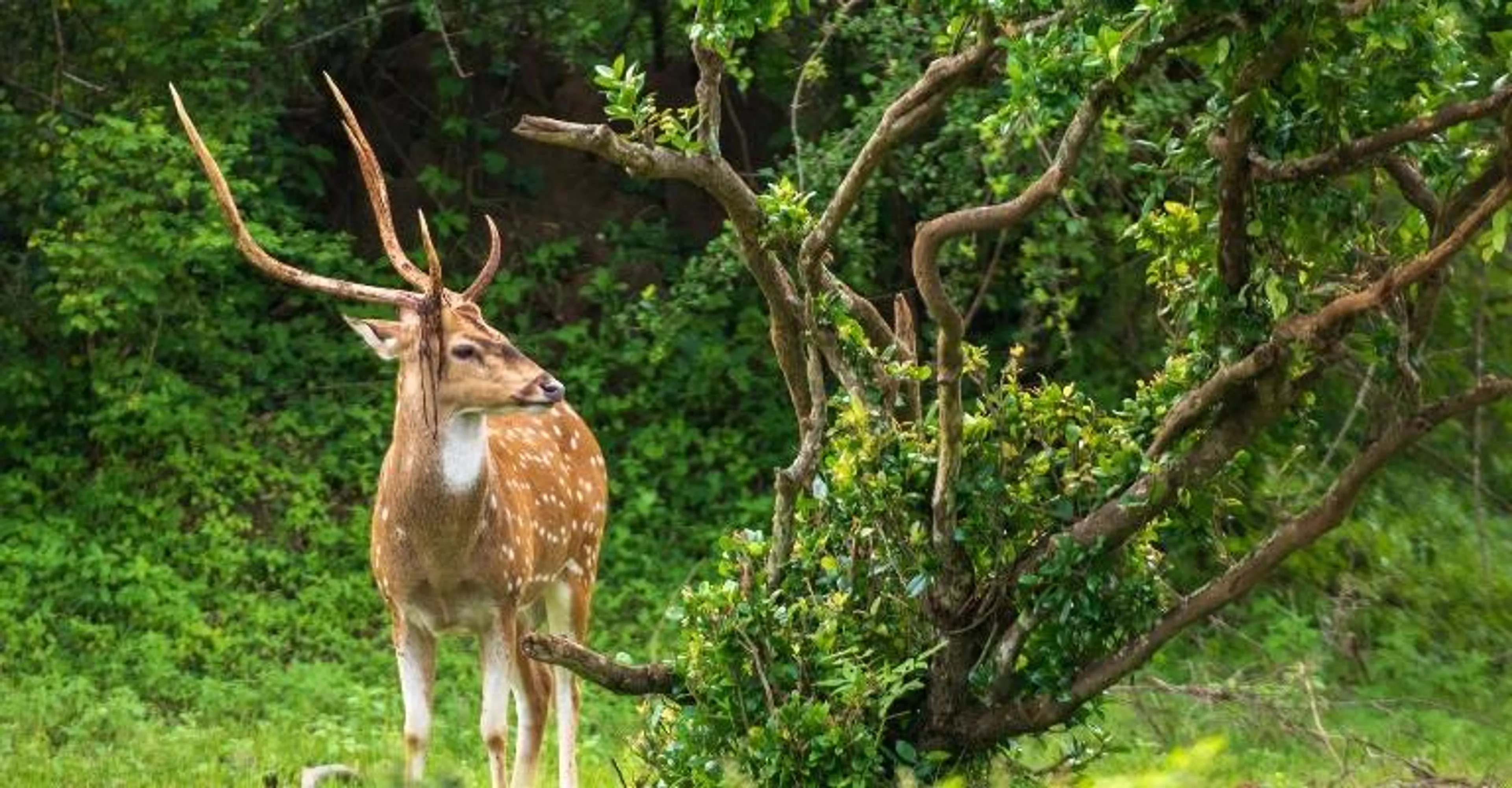 A spotted deer with antlers standing near a tree.