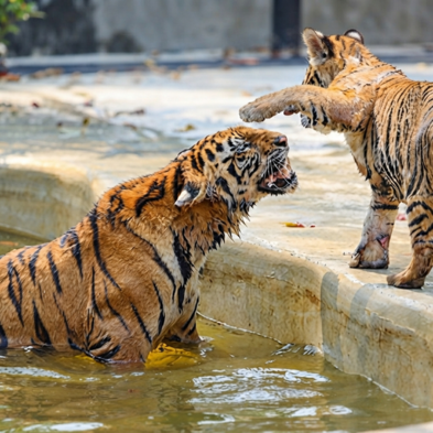 Tiger Topia Sriracha wildlife encounter near Pattaya
