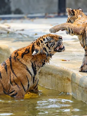 Tiger Topia Sriracha wildlife encounter near Pattaya