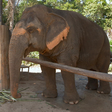 Samui Elephant Sanctuary with rescued elephants