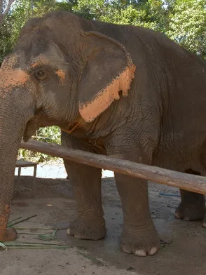 Samui Elephant Sanctuary with rescued elephants