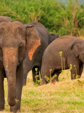 Elephants gathering at Minneriya National Park in Sri Lanka