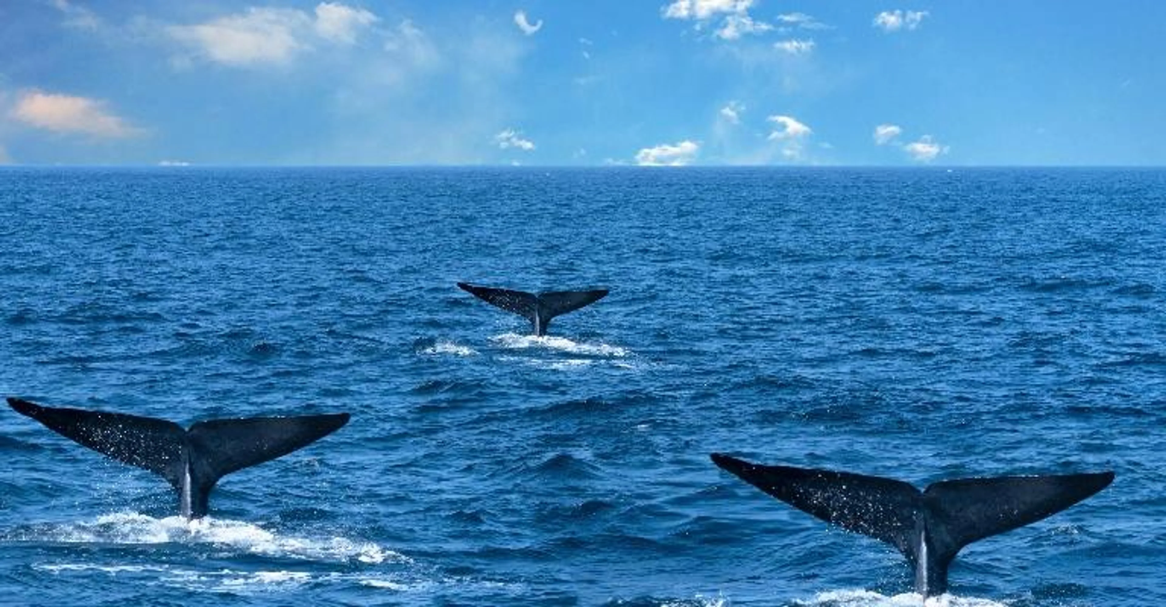 Three whale tails breaking the ocean surface.