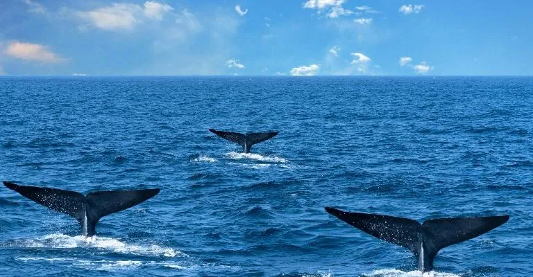 Three whale tails breaking the ocean surface.