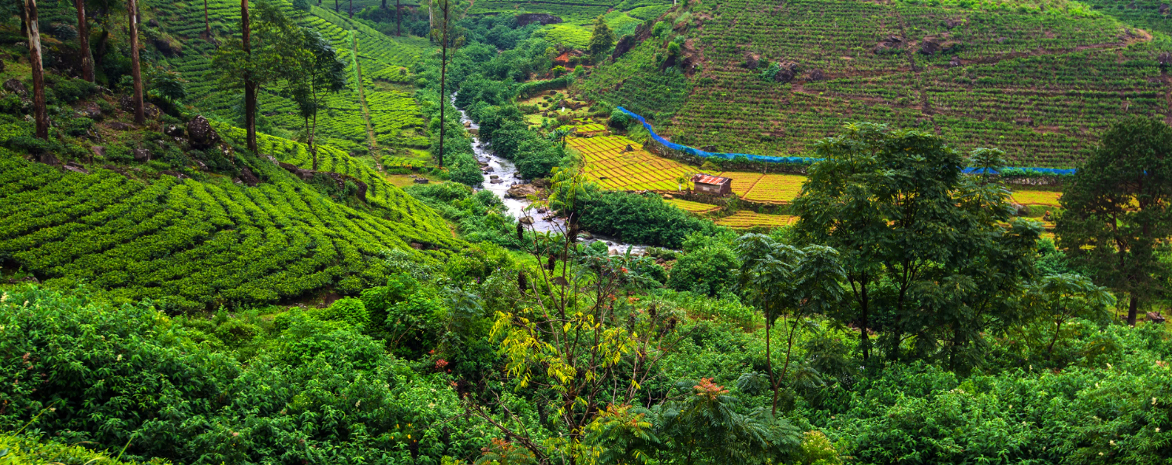 A river winding through terraced tea plantations in Sri Lanka's hill country