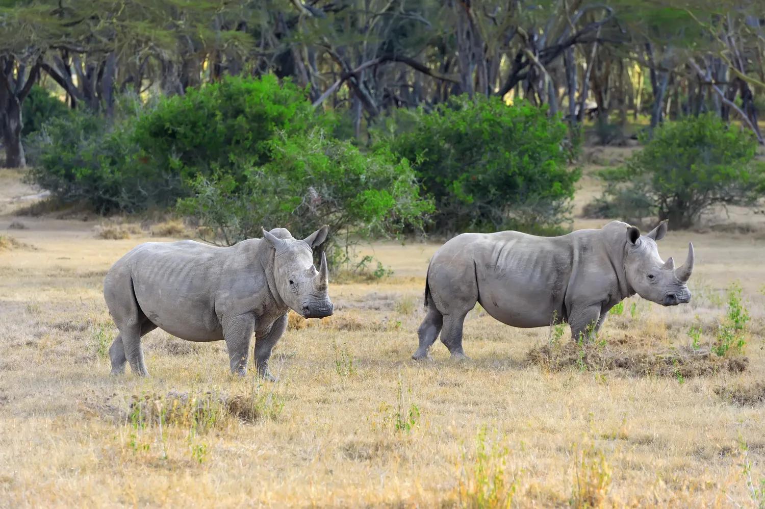 Ol Pejeta Conservancy Kenya with Big Five wildlife and chimpanzee sanctuary