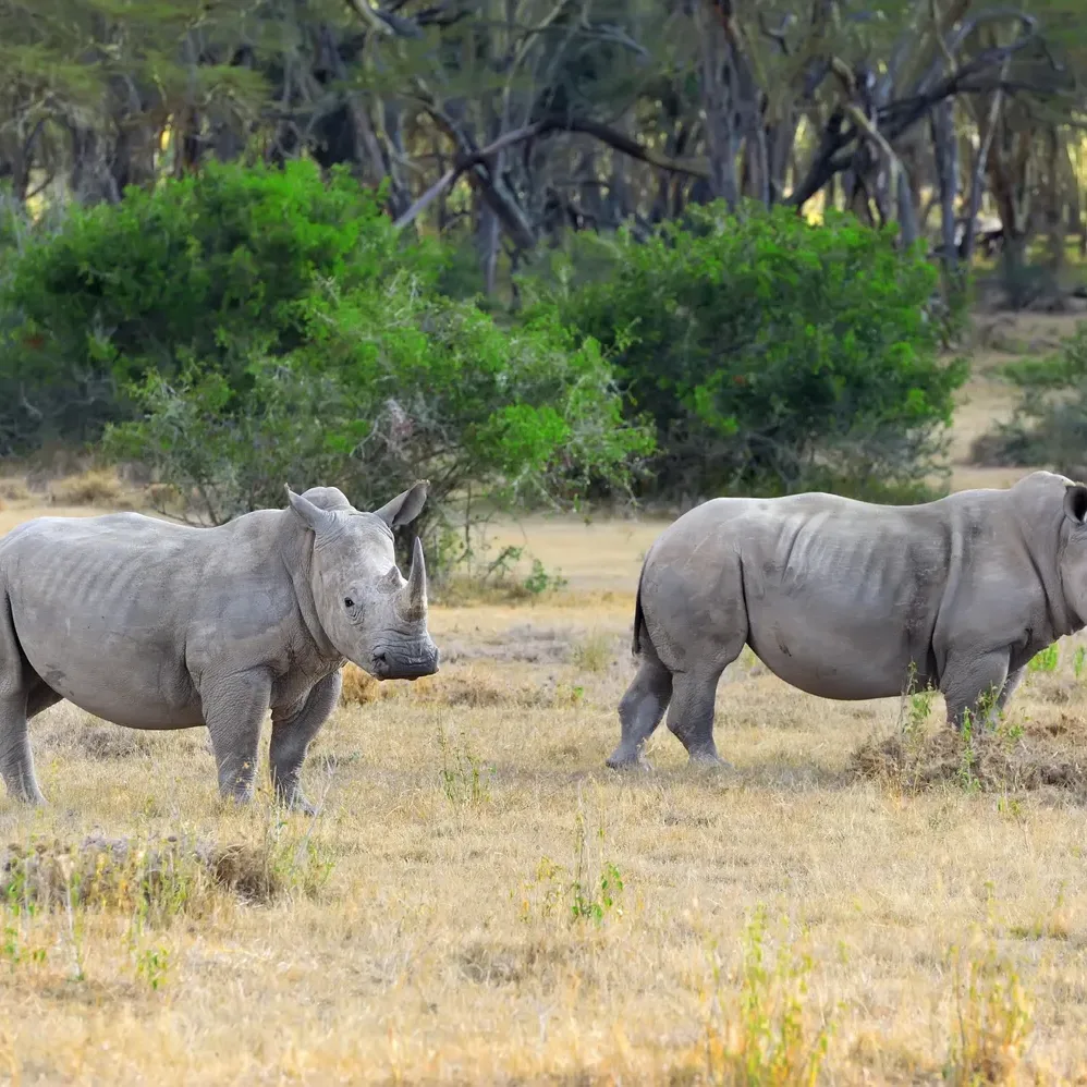Ol Pejeta Conservancy Kenya with Big Five wildlife and chimpanzee sanctuary