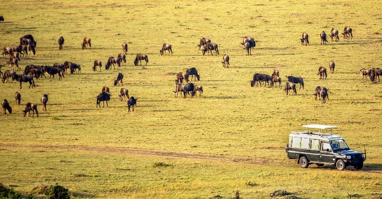Wildlife in a Kenyan national park on a multi-park safari