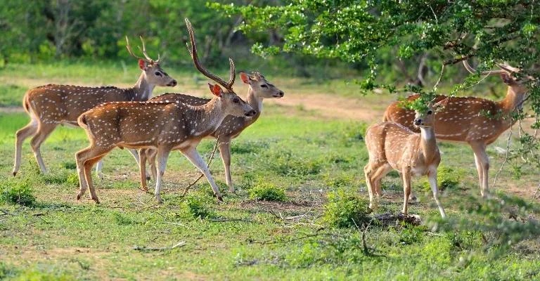 A herd of spotted deer grazing in a grassy clearing.