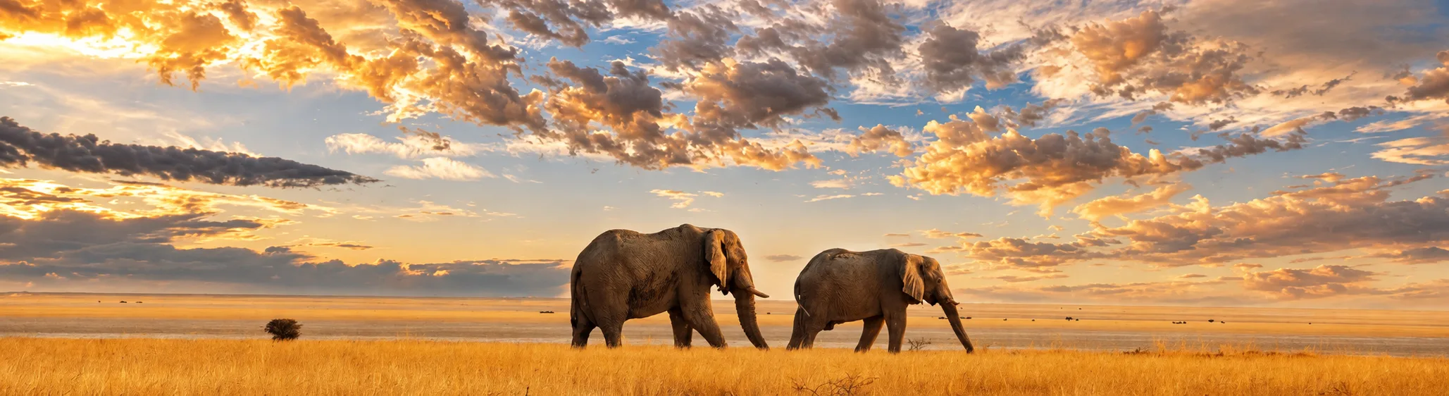Two elephants walking across the savanna under a golden sunset sky.