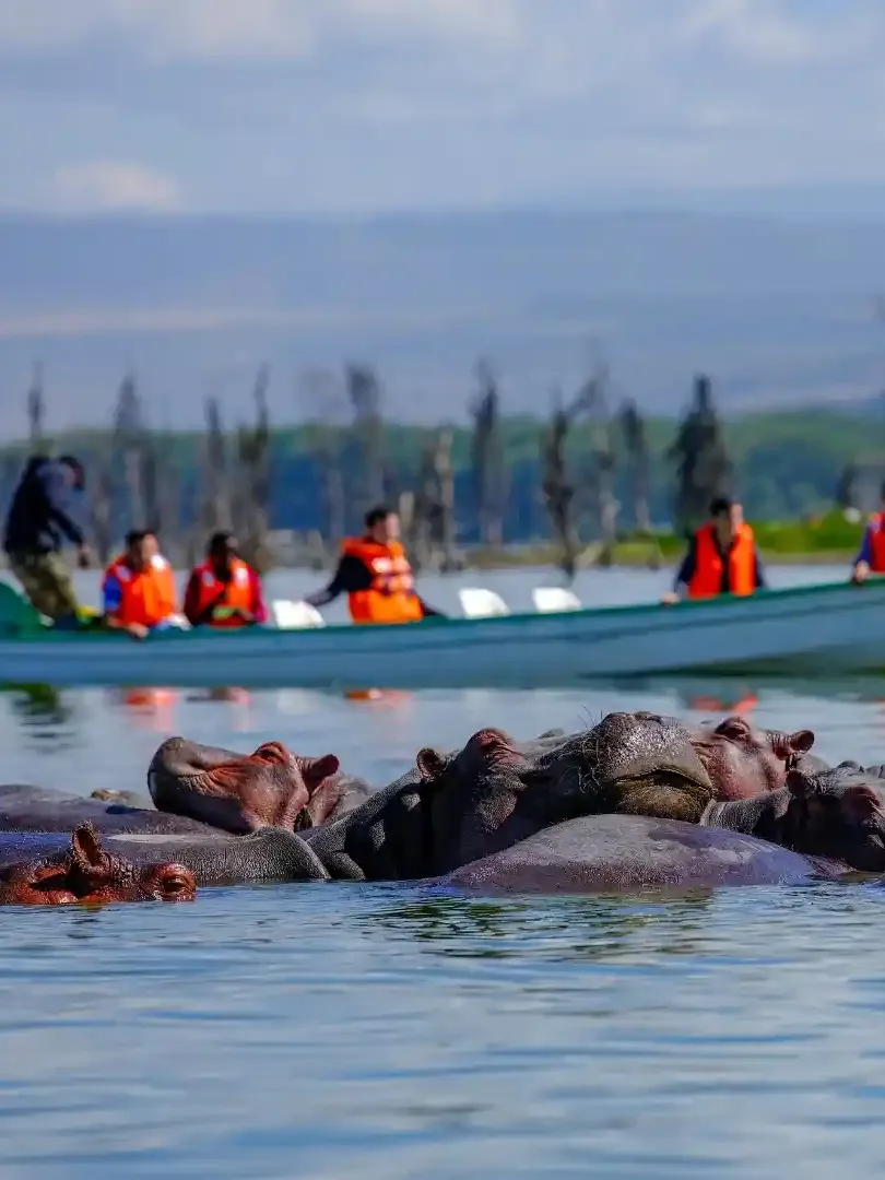 Boat safari on Lake Naivasha with hippos and birds in calm waters