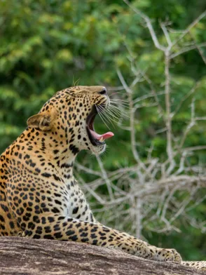 Leopard safari and wildlife scenery in Yala National Park