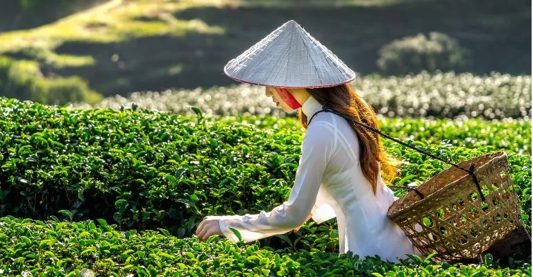 Sa Pa rice terraces and mountain landscapes in northern Vietnam
