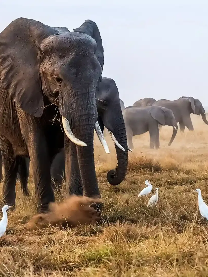 Elephants walking in Amboseli National Park with Mount Kilimanjaro in the background