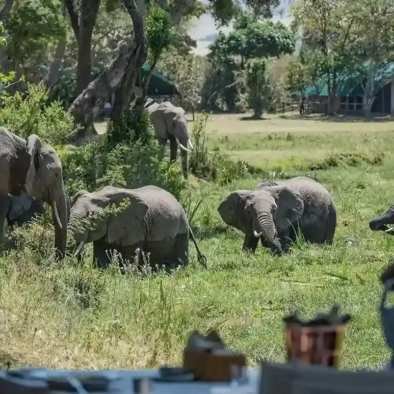 Young rescued elephants being cared for at the David Sheldrick Wildlife Trust in Nairobi