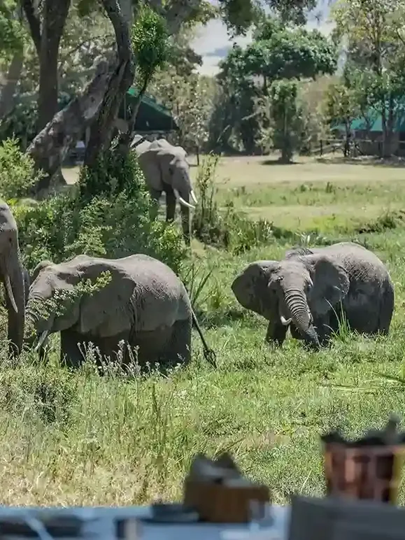 Young rescued elephants being cared for at the David Sheldrick Wildlife Trust in Nairobi