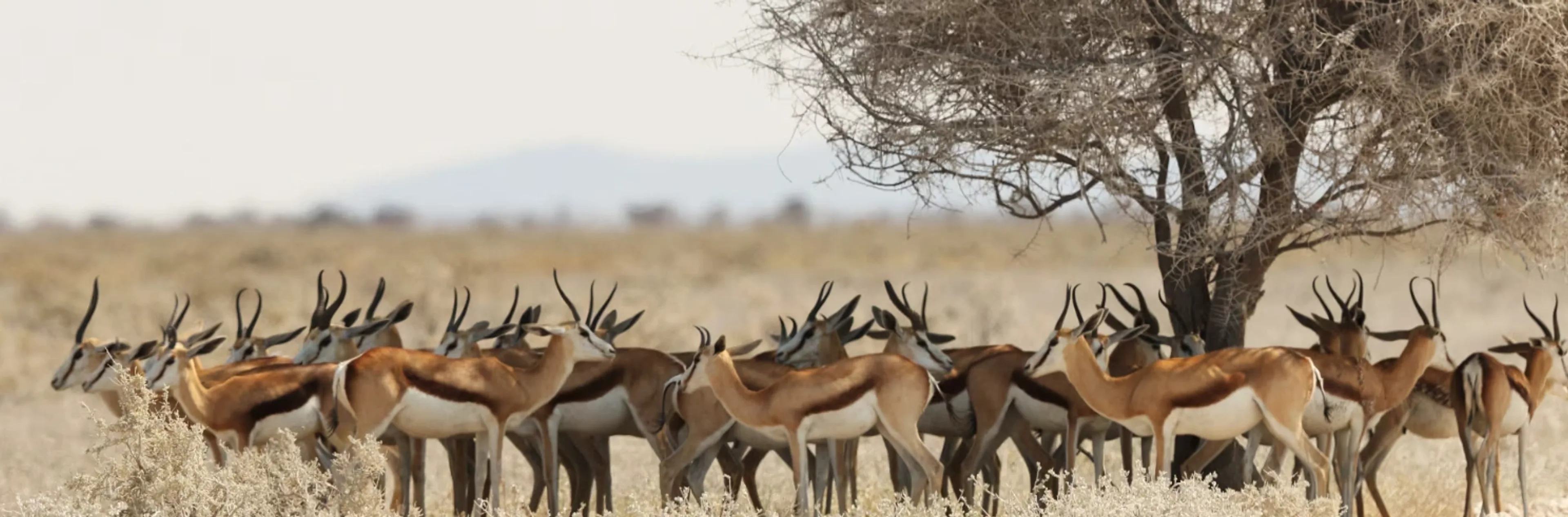Maasai Mara National Reserve: Tickets, Entry Fees & Park Rules