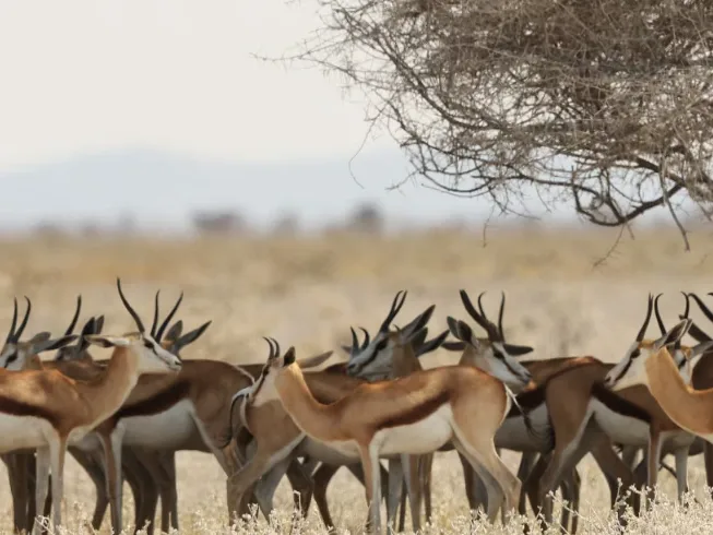 Maasai Mara National Reserve: Tickets, Entry Fees & Park Rules