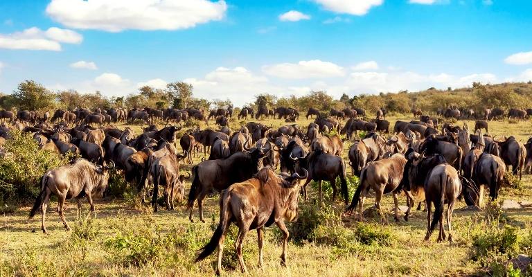 A large herd of wildebeest during the Masai Mara migration