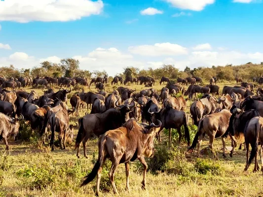 A large herd of wildebeest during the Masai Mara migration