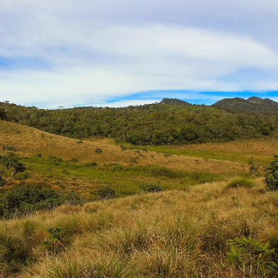 Hikers trekking across the misty grasslands of Horton Plains National Park towards World's End Sri Lanka