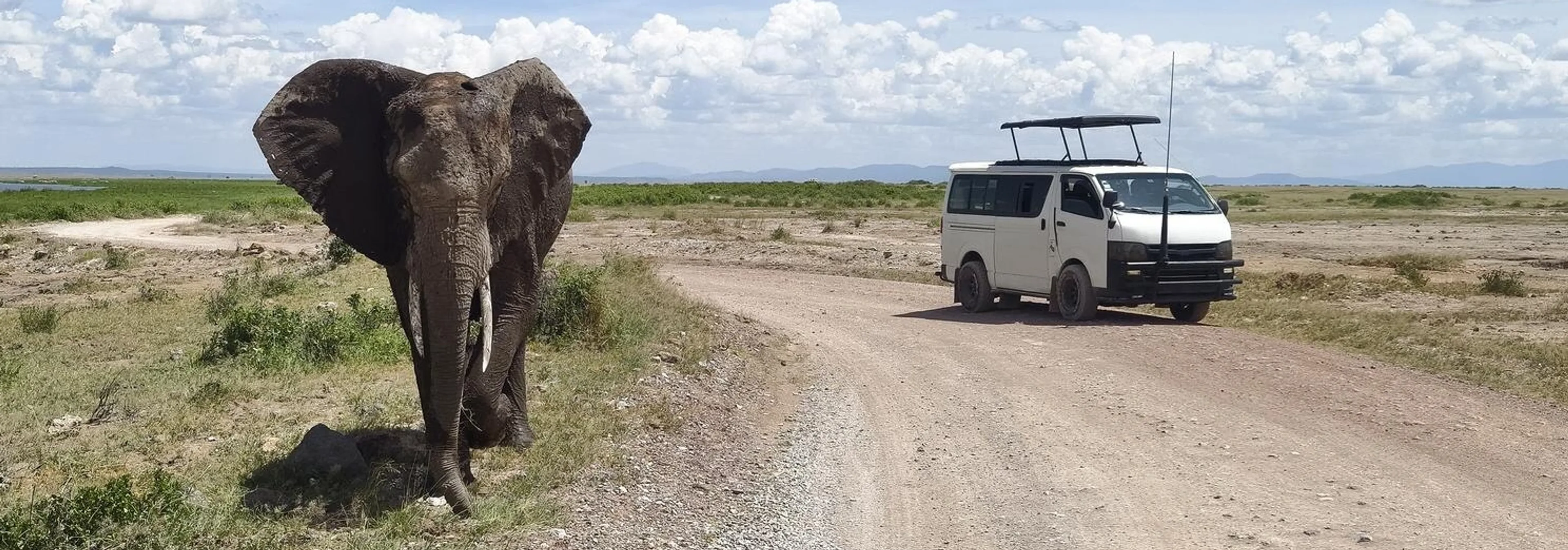 Lion and lioness on safari in Maasai Mara National Reserve, Kenya