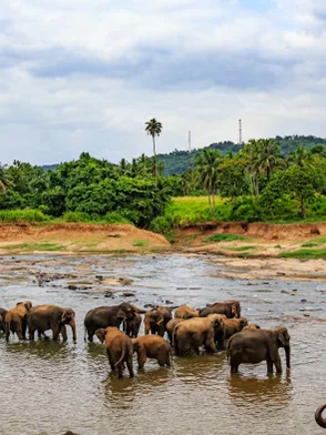 Rescued elephants at Pinnawala Elephant Orphanage in Sri Lanka