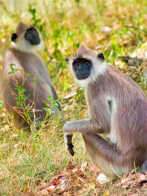 Wildlife safari landscape at Kaudulla National Park