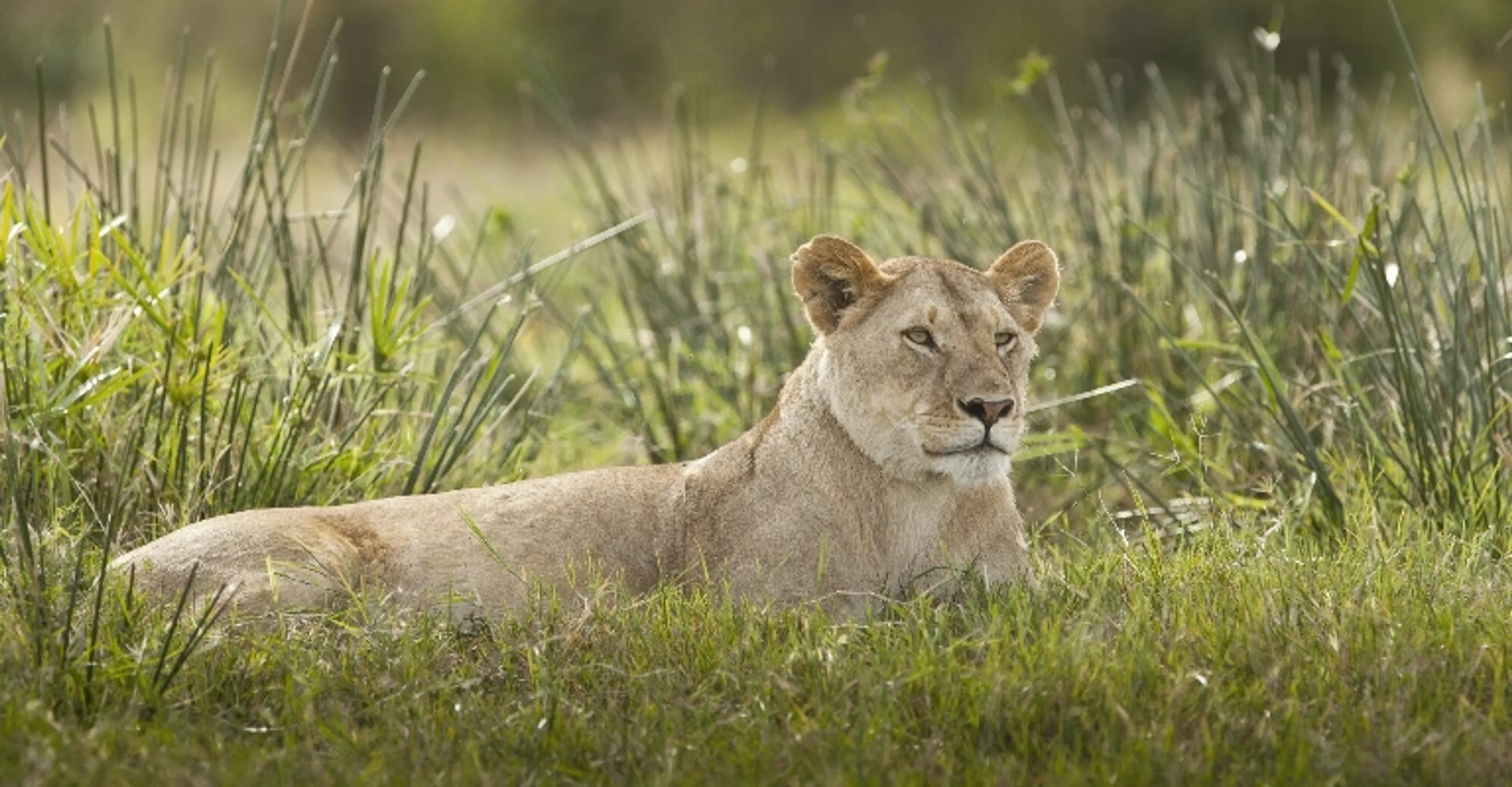 Tented safari camp overlooking the Masai Mara plains at sunset