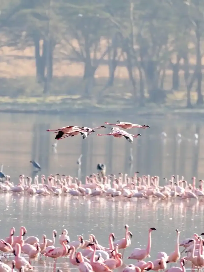 Flamingos gathered along Lake Nakuru with scenic Rift Valley backdrop