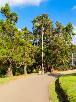 Hakgala Botanical Garden with mountain views and rare plants