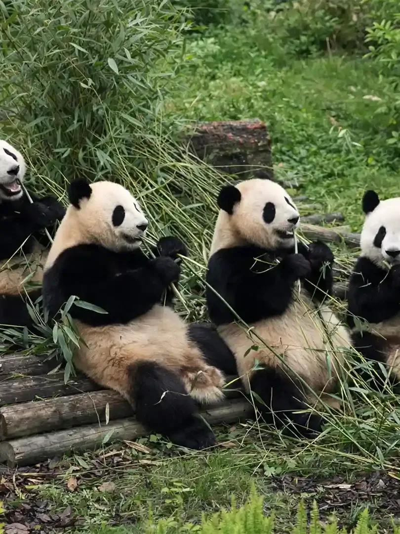 Giant pandas at Chengdu Research Base resting and eating bamboo in a natural habitat environment