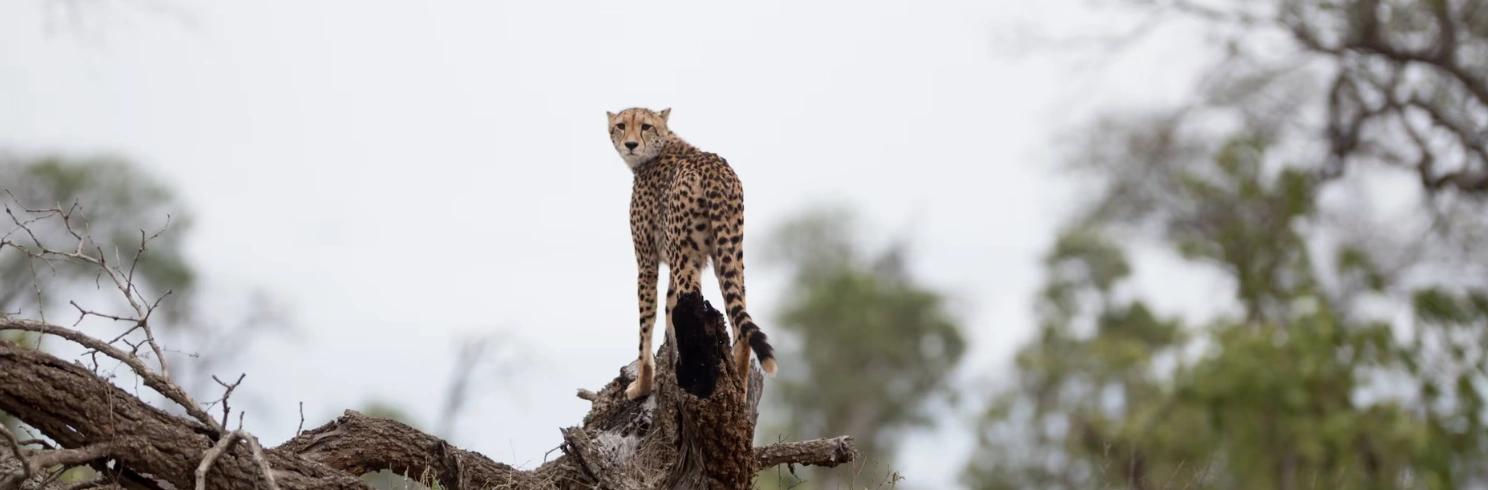 Kenya Safari Tour Package: Nairobi to Masai Mara Itinerary