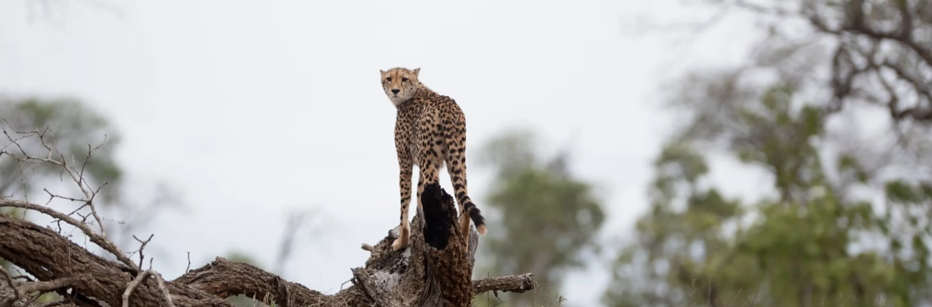 Kenya Safari Tour Package: Nairobi to Masai Mara Itinerary