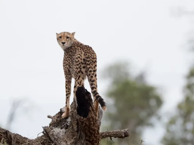 Kenya Safari Tour Package: Nairobi to Masai Mara Itinerary