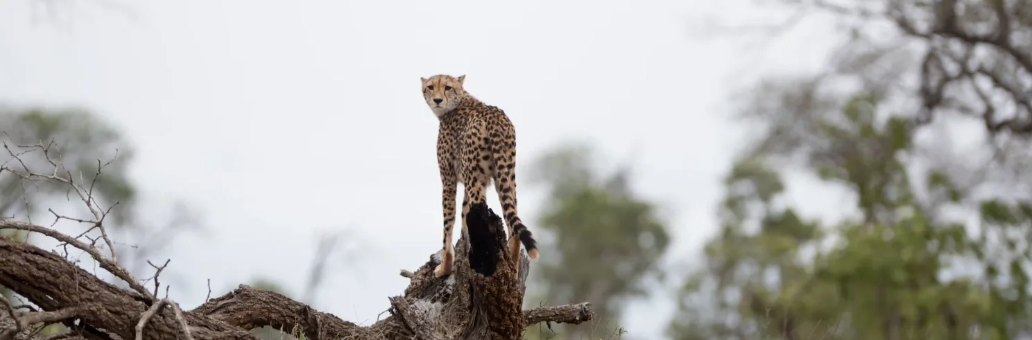 Kenya Safari Tour Package: Nairobi to Masai Mara Itinerary