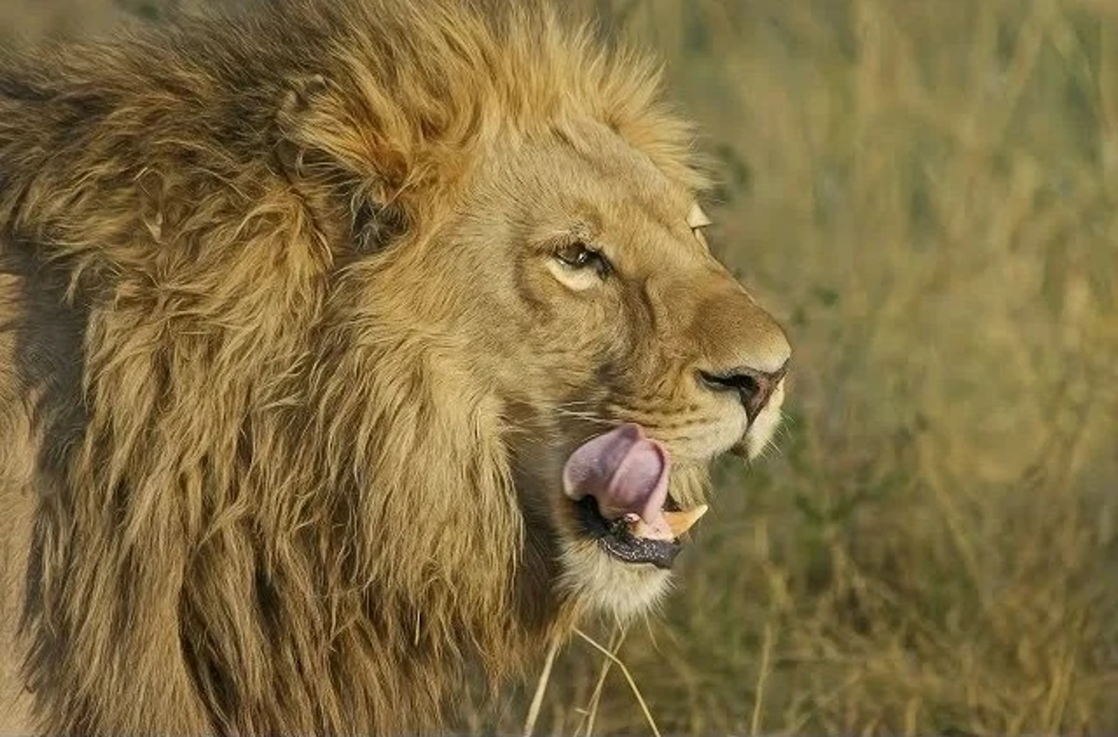 Kenya safari lion