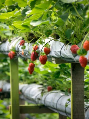 Strawberry gardens in Nuwara Eliya surrounded by cool-climate landscapes