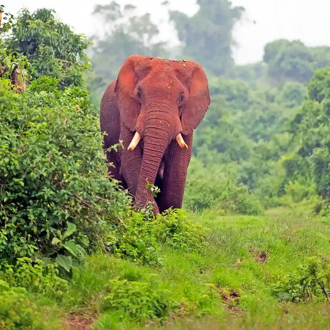 Aberdare National Park — Kenya travel destination